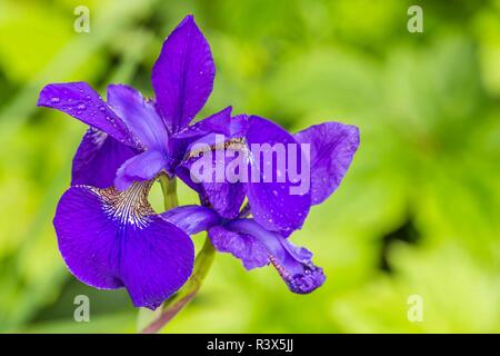 In der Nähe von Blue Iris Stockfoto