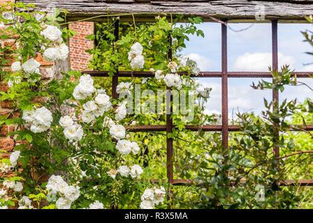 Alte britische Rosengarten im Frühjahr in Sussex, England Stockfoto