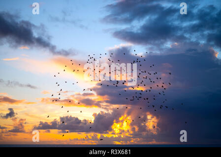 Schwärme von Staren in ein blau gelber Sonnenuntergang Himmel fliegen Stockfoto