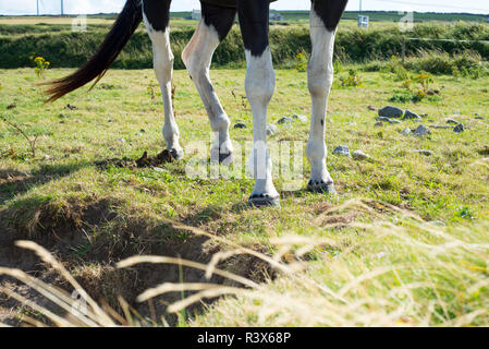 Die Beine des Pferdes in einem Feld mit grünen grasss Stockfoto