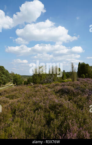 Lüneburger Heide - Heide mit blauem Himmel und weißen Wolken Stockfoto