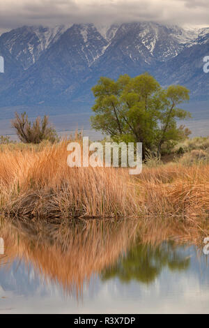 USA, Kalifornien, Sierra Nevada. Stürmischer Frühling Owens Valley. Stockfoto