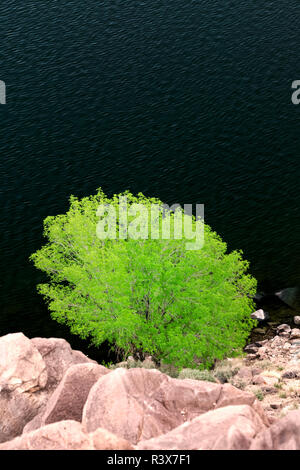 USA, Kalifornien, Bischof. Baum entlang angenehm Talsperre wächst. Stockfoto