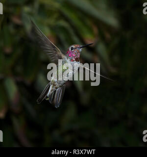 USA, Kalifornien. Männliche Anna's Kolibri fliegen. Credit: Christopher Talbot Frank/Jaynes Galerie/DanitaDelimont.com Stockfoto