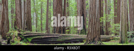 USA, Kalifornien, Humboldt Redwoods State Park. Redwood Tree Panoramablick. Stockfoto