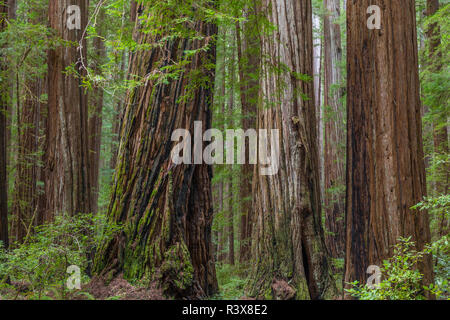 USA, Kalifornien, Humboldt Redwoods State Park. Redwood Tree Scenic. Stockfoto