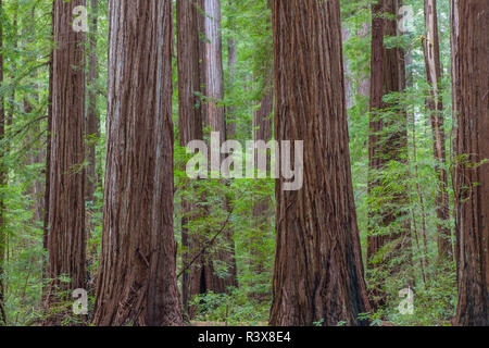 USA, Kalifornien, Humboldt Redwoods State Park. Redwood Tree Scenic. Stockfoto