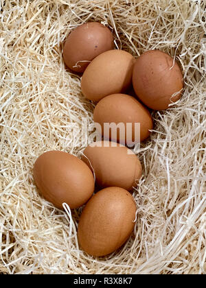 Nahaufnahme der Eier auf einem hey Nest Stockfoto