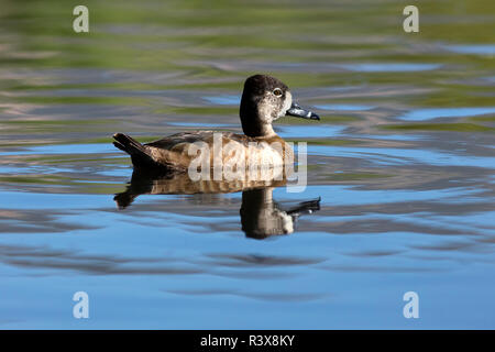 USA, Kalifornien. Weibliche ring-necked Duck schwimmen. Credit: Christopher Talbot Frank/Jaynes Galerie/DanitaDelimont. com Stockfoto