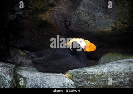USA, Kalifornien, Long Beach. Captive getuftete Papageientaucher am Aquarium des Pazifik. Credit: Dave Welling/Jaynes Galerie/DanitaDelimont. com Stockfoto