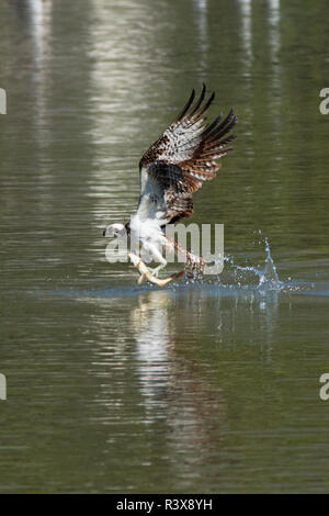 USA, Kalifornien. Osprey nimmt Flug aus Wasser mit Fisch. Credit: Christopher Talbot Frank/Jaynes Galerie/DanitaDelimont.com Stockfoto