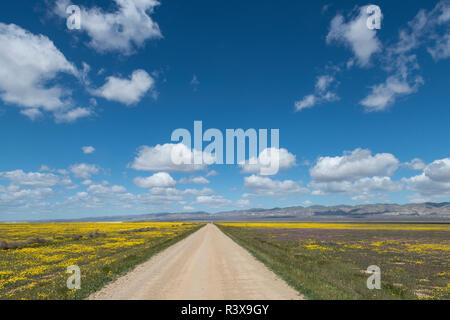 Schmutz Straße führt durch Felder von Blumen im Frühling in Carrizo Plains National Monument, Kalifornien. Stockfoto