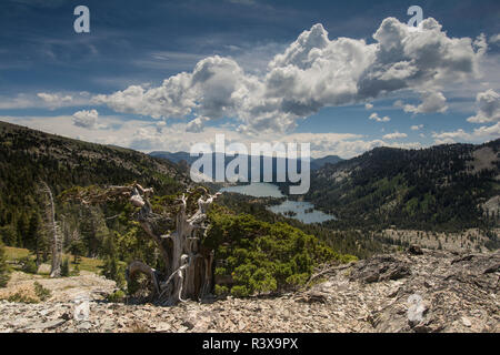 Alte Sierra Juniper, über Echo Seen, Kalifornien Stockfoto