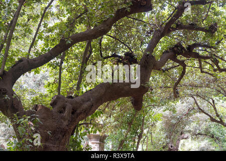 Verzweigte Bäume im Stadtpark im Sommer. Baumstamm close-up. Stockfoto