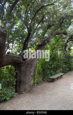 Verzweigte Bäume im Stadtpark im Sommer. Baumstamm close-up. Stockfoto