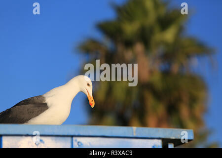 San Diego, Kalifornien. Große Möwe auf einem blauen Stand mit einer Palme, im Hintergrund thront Stockfoto