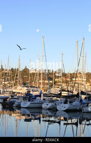 Shelter Island, San Diego, Kalifornien. Möwe und ein Mond am Morgen mit Yachten in der Marina Casting eine Reflexion auf dem Wasser Stockfoto