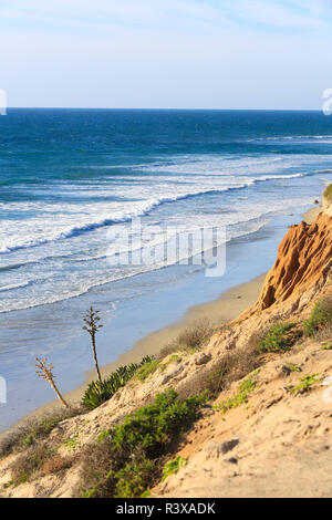 Carlsbad, Kalifornien. Kakteen am Rand einer Klippe mit Blick auf den Pazifischen Ozean Stockfoto