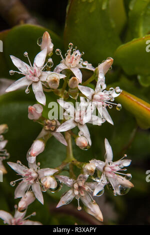 USA, Kalifornien, La Mesa. Zarte Blüten der Jade Anlage mit Tautropfen Stockfoto