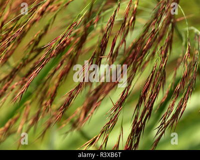 Reed Blumen im Wind Stockfoto
