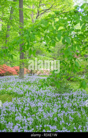 Spanisch Bluebell, Azalea Woods, Winterthur, Delaware, USA Stockfoto