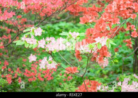 Azalea Woods, Winterthur, Delaware, USA Stockfoto