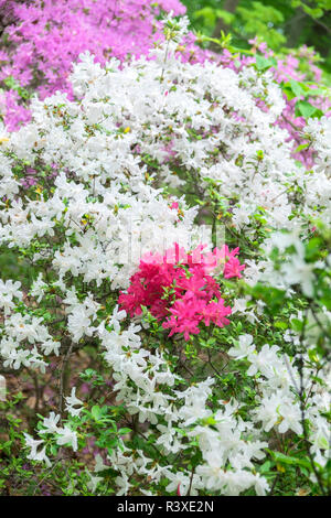 Azalea Woods, Winterthur, Delaware, USA Stockfoto