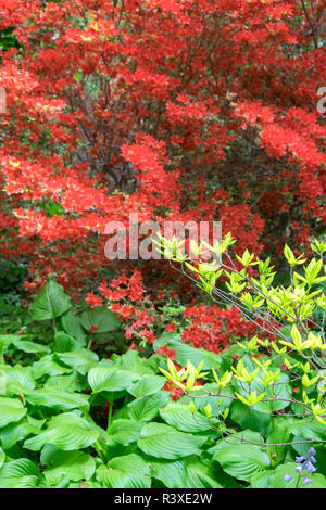 Azalea Woods, Winterthur, Delaware, USA Stockfoto