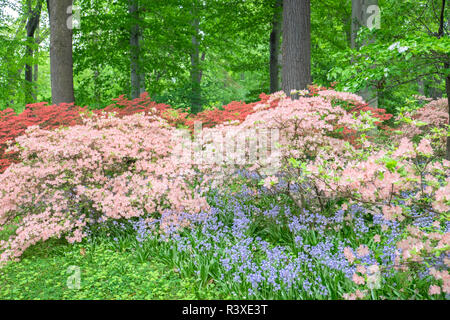 Azalea Woods, Winterthur, Delaware, USA Stockfoto