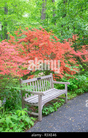 Azalea Woods, Winterthur, Delaware, USA Stockfoto