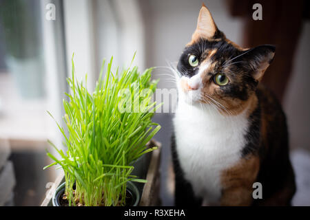 Verwirrte Katze Stockfoto