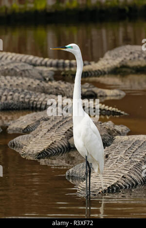 Männliche Silberreiher auf amerikanische Alligator, Gatorland, Orlando, Florida. Alligator mississippiensis Ardea alba Stockfoto