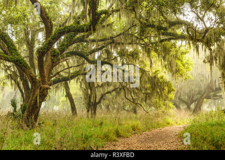 Fußweg unter Steineichen drapiert im spanischen Moos bei Sonnenaufgang, Kreis B Bar finden, Polk County, in der Nähe von Lakeland, Florida. Stockfoto