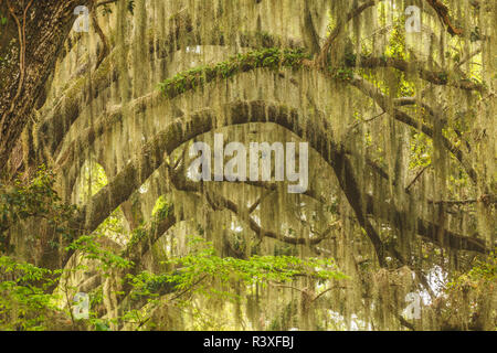 Live Oaks drapiert im spanischen Moos bei Sonnenaufgang, Kreis B Bar finden, Polk County, in der Nähe von Lakeland, Florida. Stockfoto