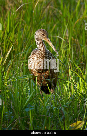 Nach limpkin, Aramus guarauna, Kreis B Bar finden, Lakeland, Florida. Stockfoto