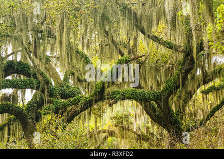 Fußweg unter Steineichen drapiert im spanischen Moos bei Sonnenaufgang, Kreis B Bar finden, Polk County, in der Nähe von Lakeland, Florida. Stockfoto