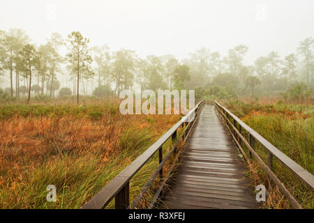 Boardwalk durch feuchte Wiese und Pinienwald, Audubon Corkscrew Swamp Sanctuary, Florida. Stockfoto