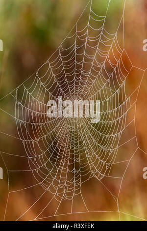 Spiderweb abgedeckt im Morgentau, Audubon Corkscrew Swamp Sanctuary, Florida. Stockfoto