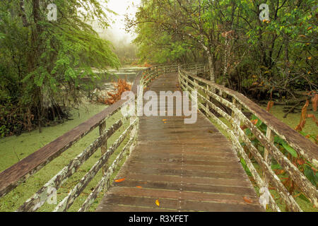 Boardwalk durch Sumpf und kahlen Zypresse, Audubon Corkscrew Swamp Sanctuary, Florida. Stockfoto