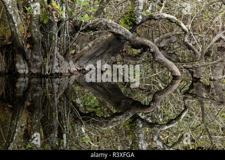 Reflexion von Zypressen im Sumpf, Six Mile Cypress Slough Preserve, Fort Myers, Florida. Stockfoto