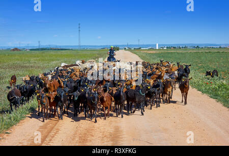 Ziegen und Schafe Herde mit Pilgrim in Kastilien La Mancha in Saint James Weg der Levante Stockfoto