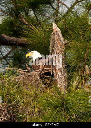USA, Florida, North Ft. Meyers, Weißkopfseeadler im Nest Stockfoto