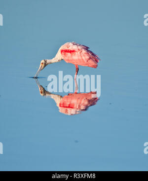 USA, Florida, Sanibel Island, Ding Darling NWR, Rosalöffler Stockfoto