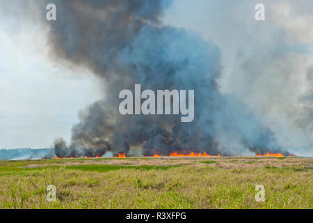 USA, Florida, Sarasota County, Myakka River State Park, kontrollierte Bürste Feuer Stockfoto