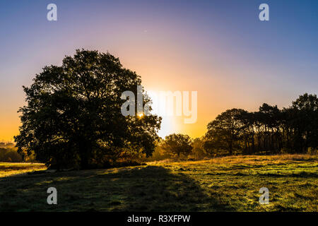 Sonnenaufgang hinter einem einsamen Baum in Hampstead Heath, London, UK Stockfoto