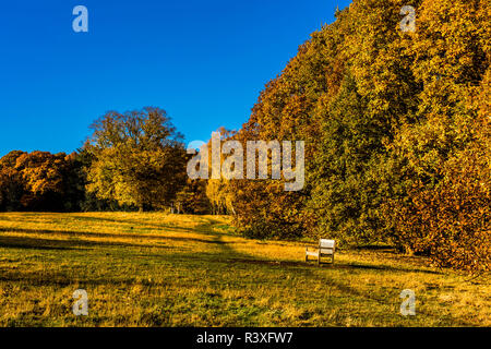 Leeren Bank im Herbst Sonne in Hampstead Heath, London, UK Stockfoto