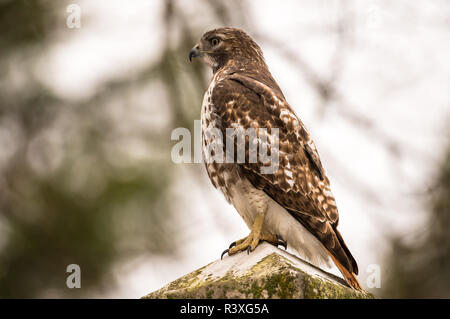 Eine Red-Tailed Hawk thront auf einem Grabstein in Mount Auburn Cemetery Stockfoto