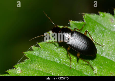 Boden Käfer, Calathus opaculus Stockfoto