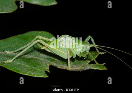 Katydid, Unterfamilie Pseudophyllinae, bei Nacht Stockfoto