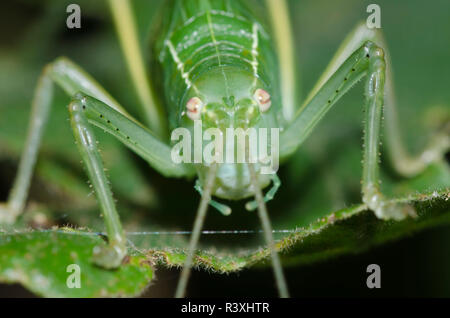 Katydid, Unterfamilie Pseudophyllinae, bei Nacht Stockfoto